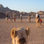 Gallery Thumbnail 2