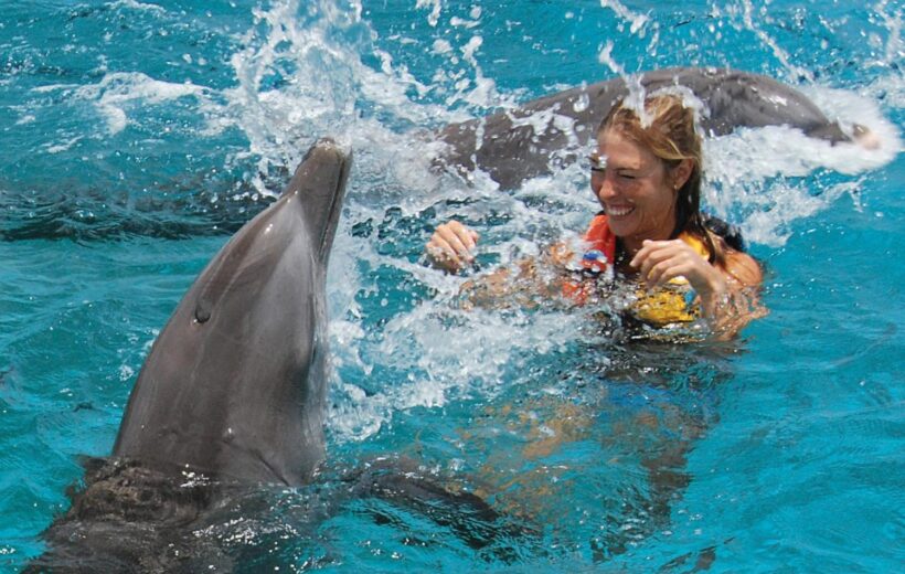 Swimming With Wild Dolphins In Hurghada (05 Min.)